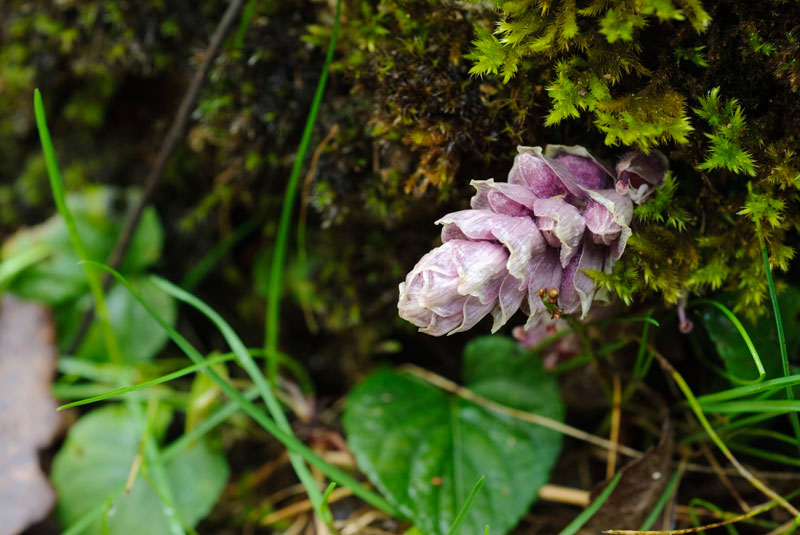Felce ? no,  Lathraea squamaria